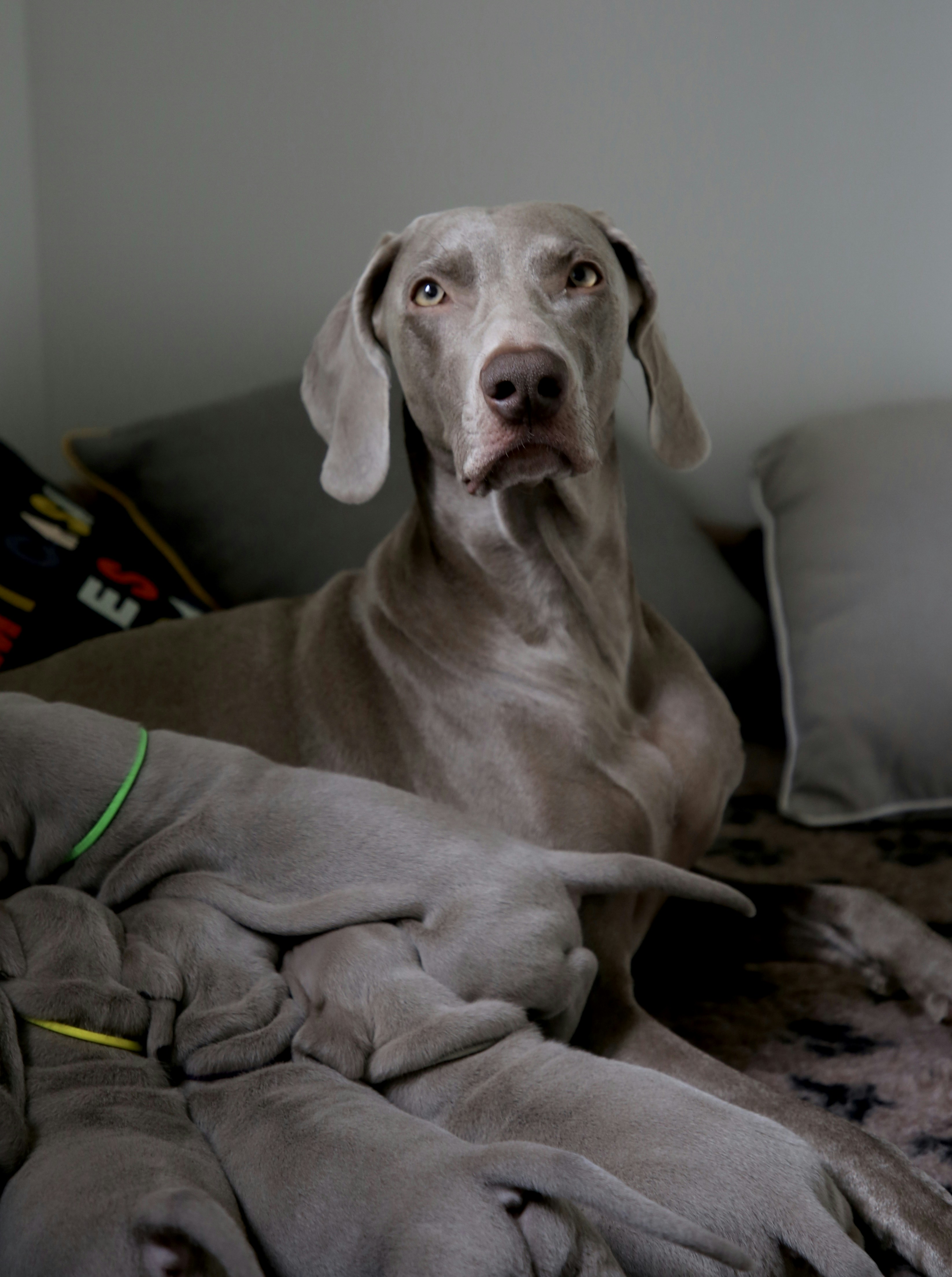 大人のワイマラナーが子犬に母乳を与えるの写真 Unsplashで見つけるグレーの無料写真