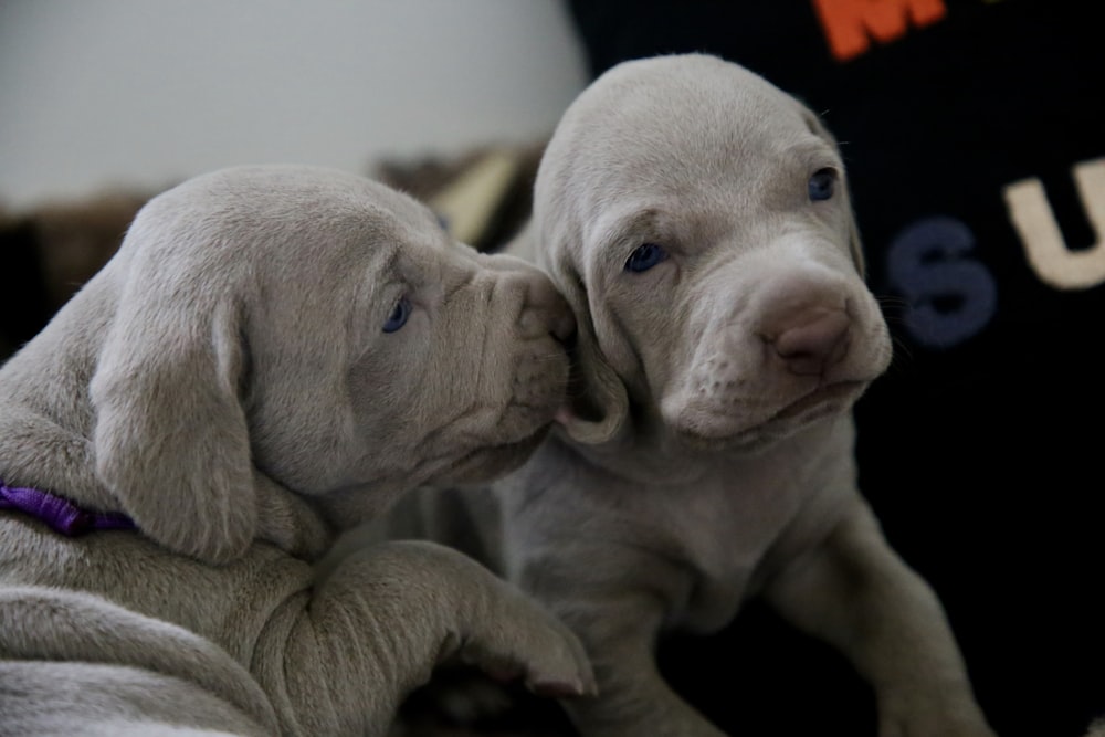 two pit bull puppies