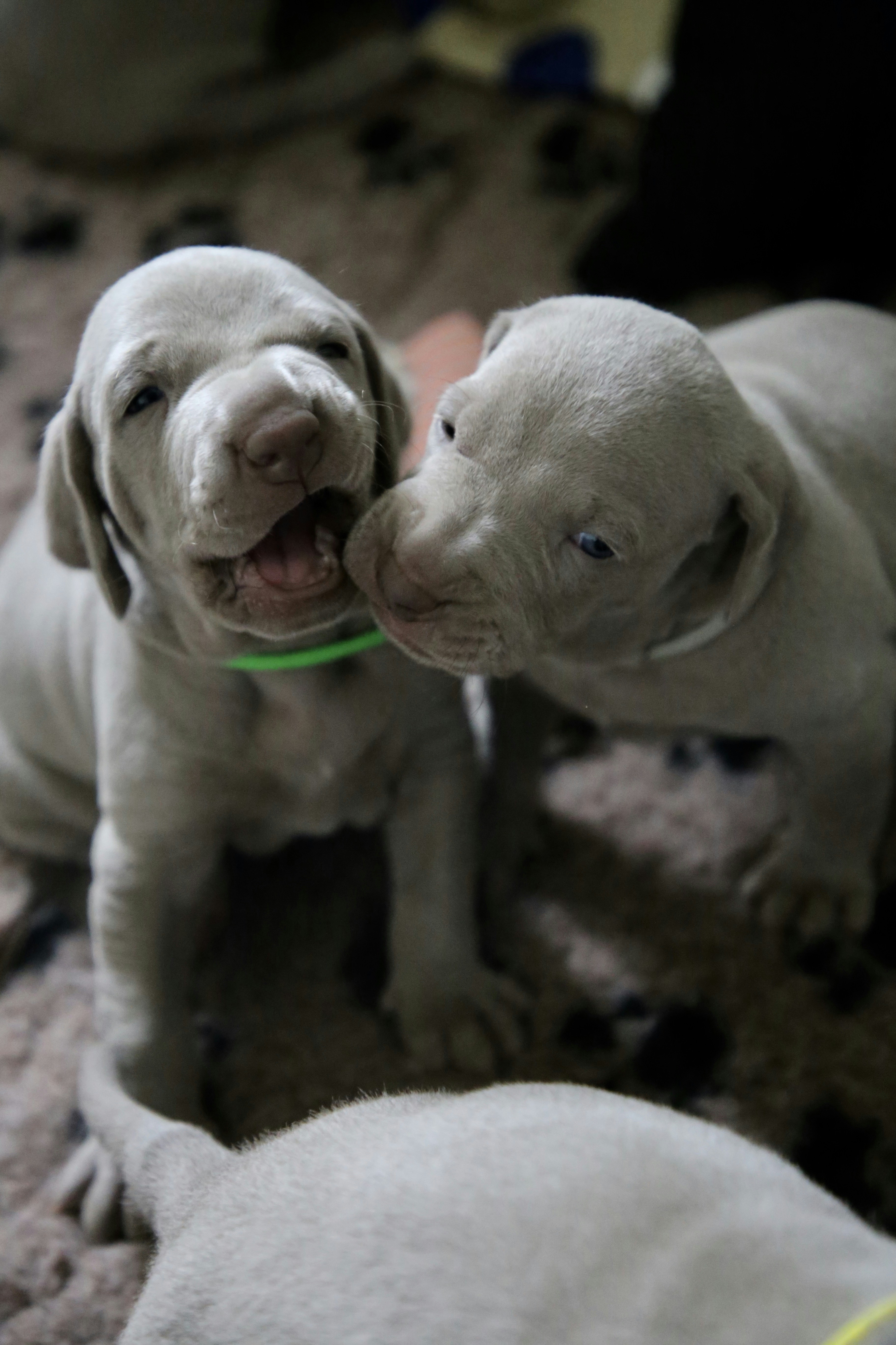 two pit bull puppies