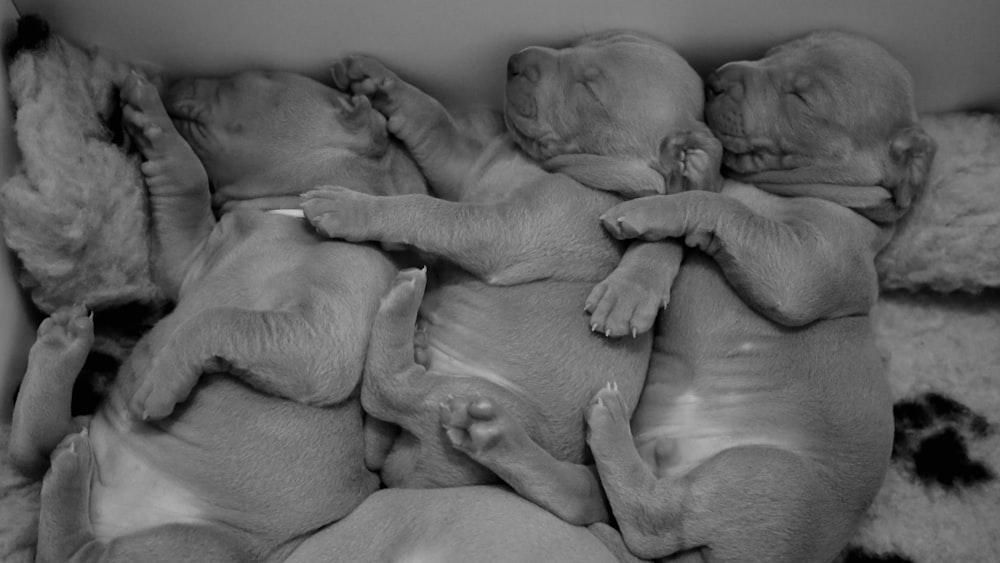 grayscale photography of sleeping mastiff puppy litter