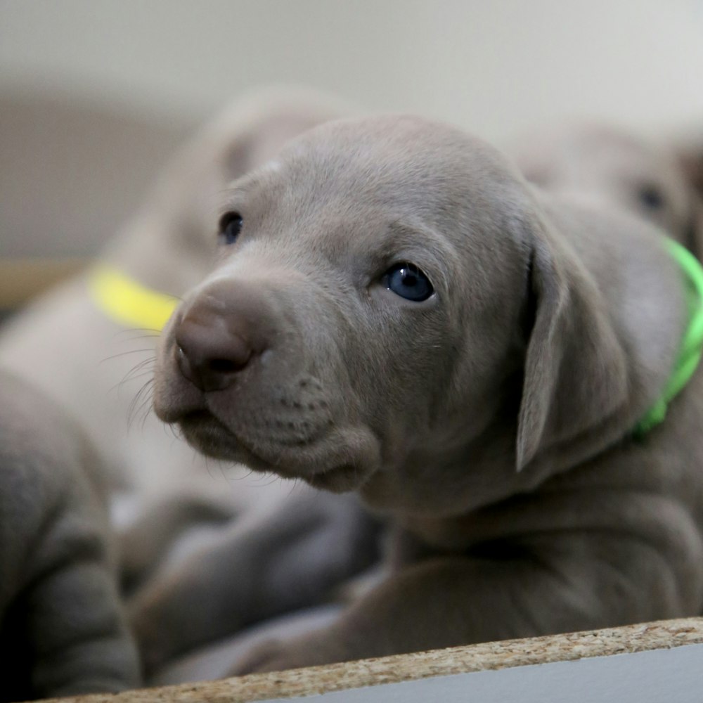 close-up photography of short-coated gray puppy