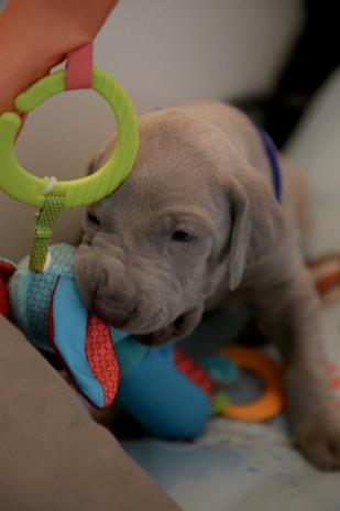 A playful puppy enjoying a session in the doggy preschool with colorful toys around