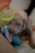A small gray puppy is playfully nibbling on a colorful stuffed toy while holding a green teething ring. The scene appears to capture a moment of play and innocence.