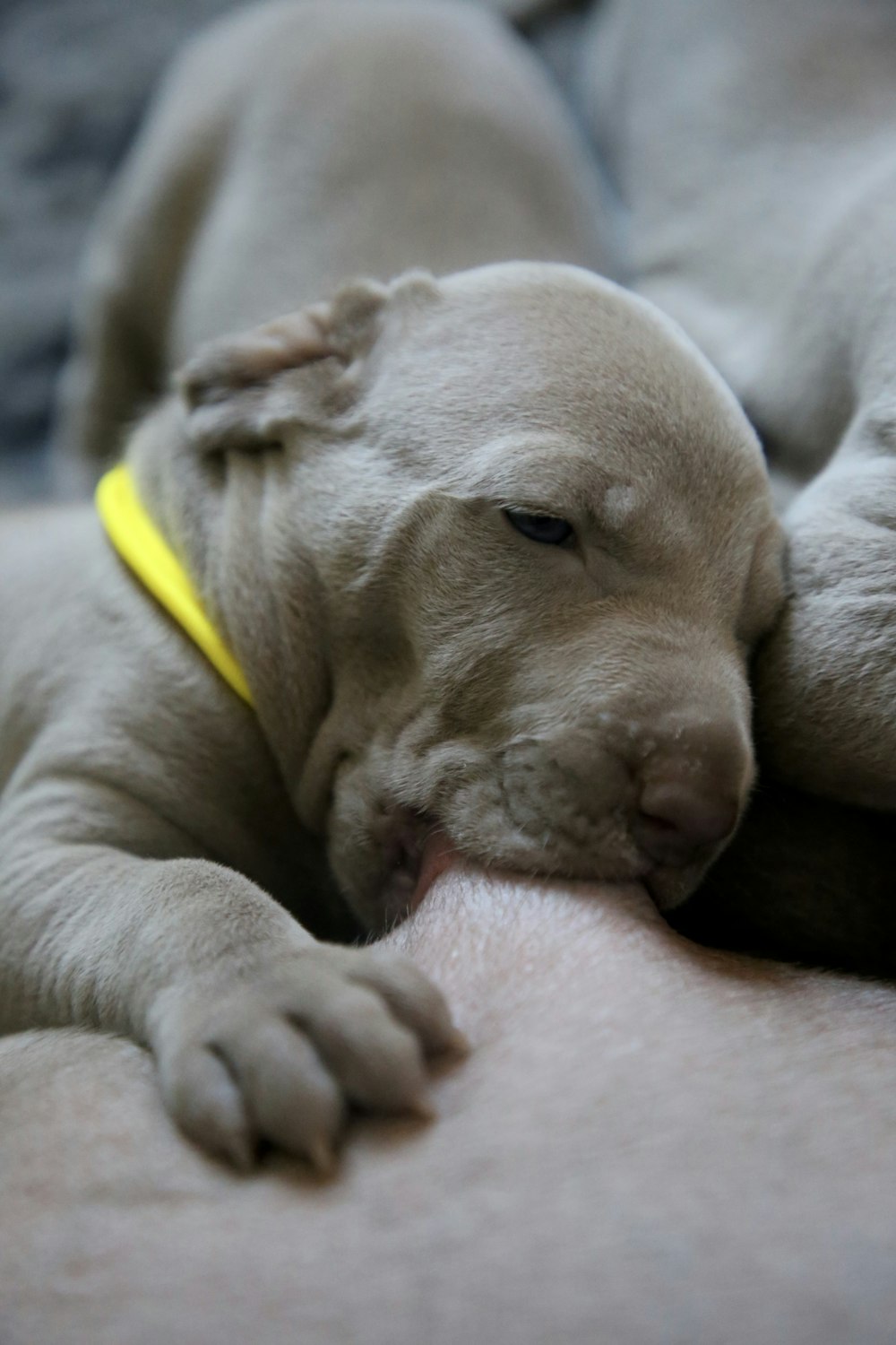 gray uppy with yellow band