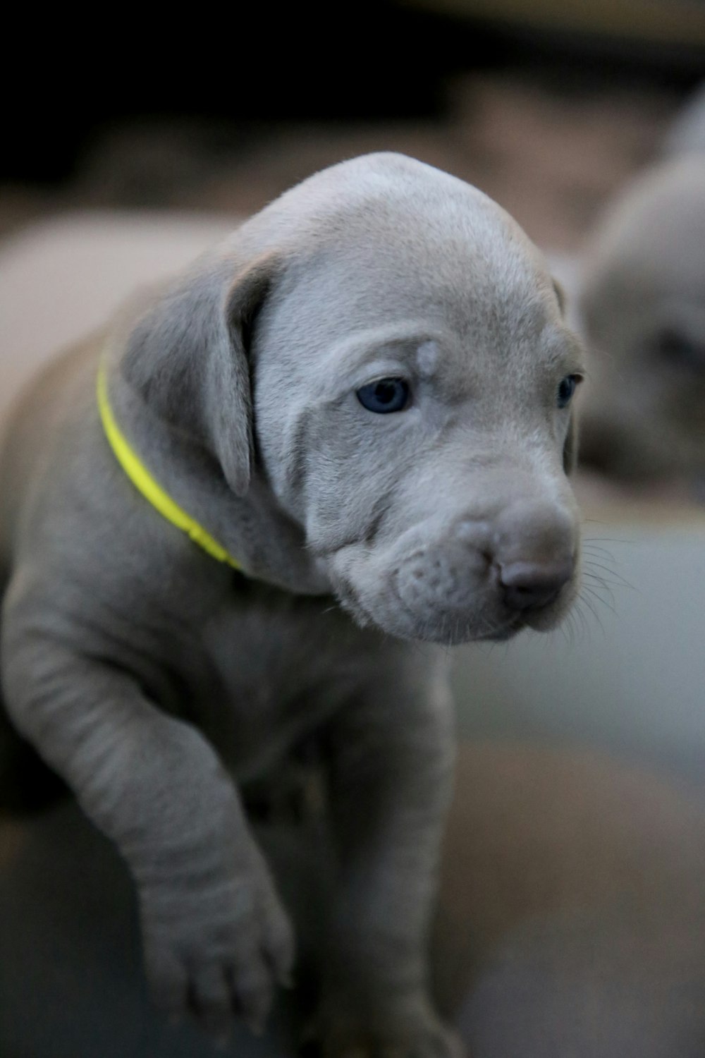 brown puppy on floor