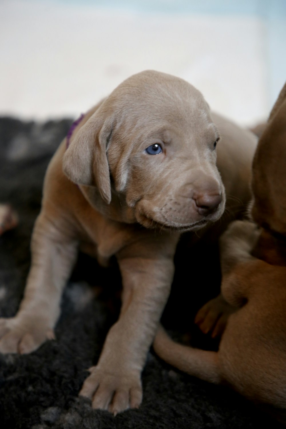 two brown puppies on black textile