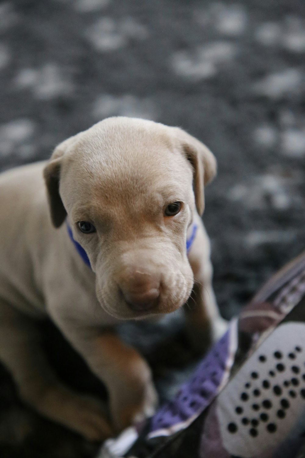 close-up photography of short-coated brown puppy
