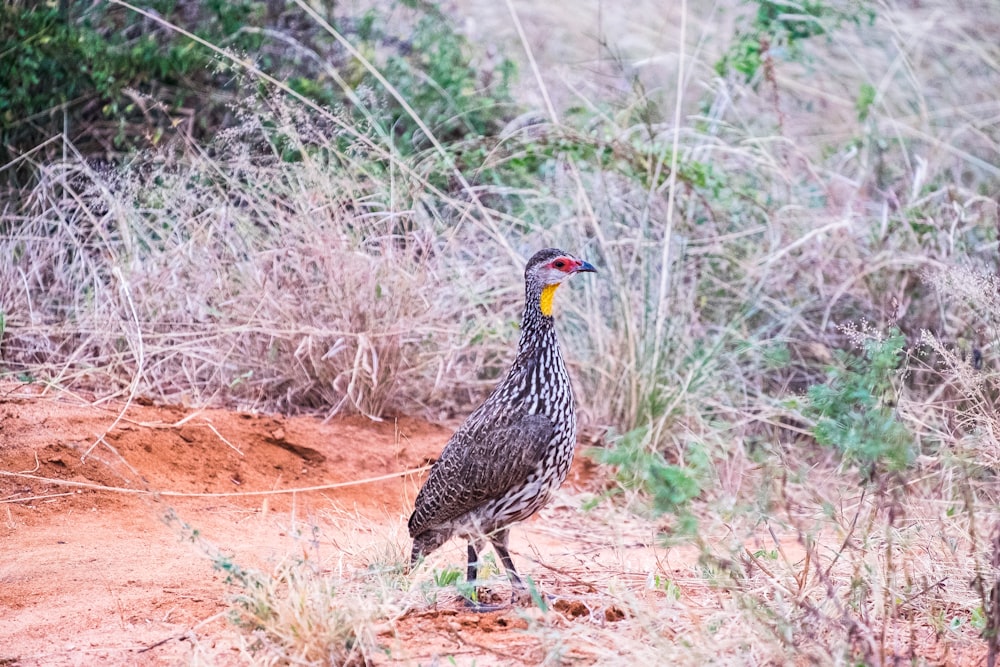 black and brown long-beaked bird on brown soil surrounded with grass during daytime