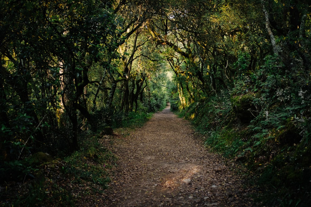 a dirt road surrounded by trees and bushes