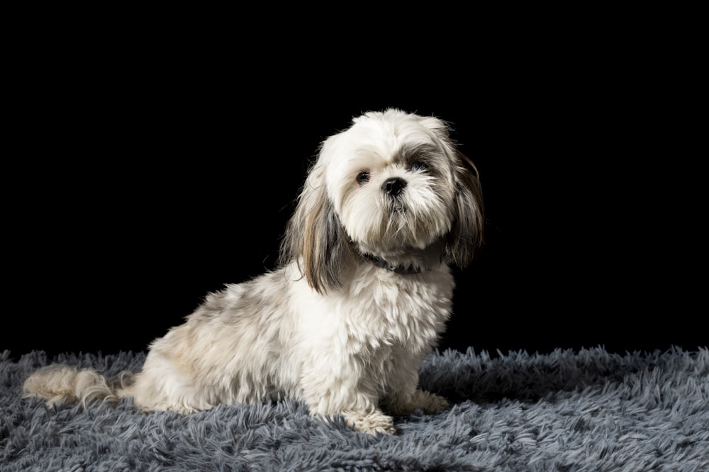 long-coated brown and white dog sitting on grey fleece