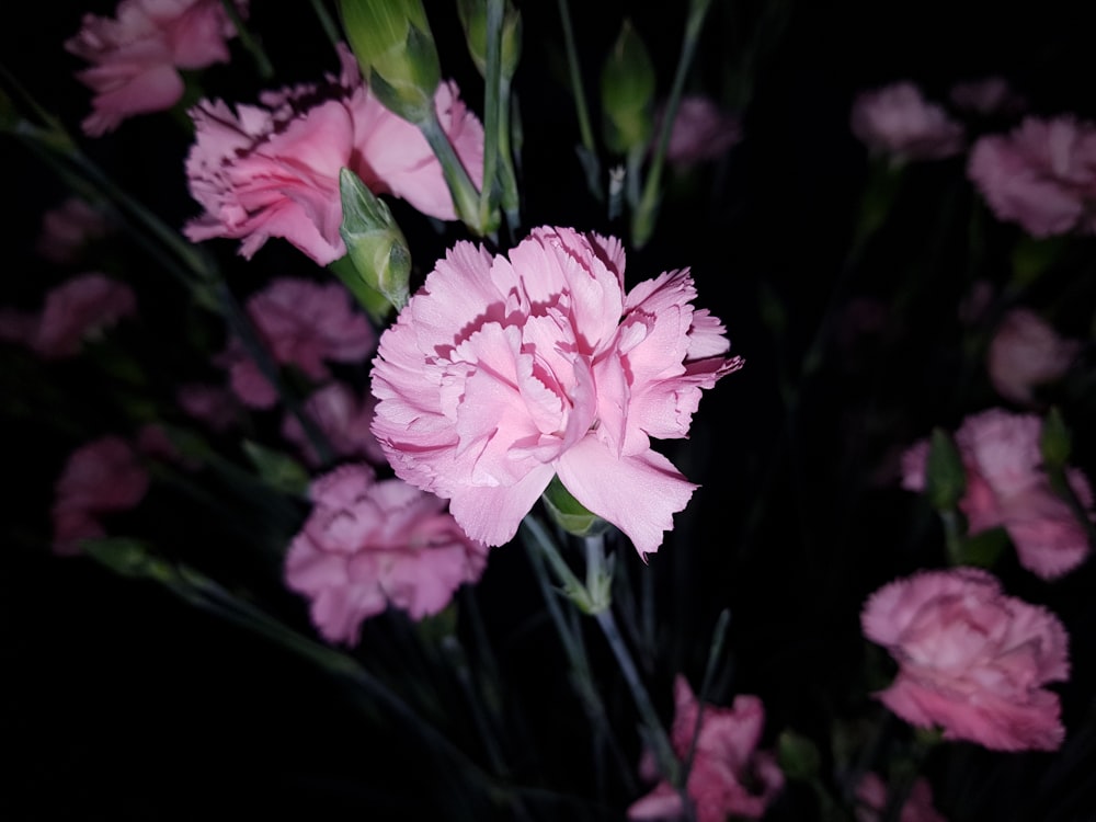 pink flower in selective photography