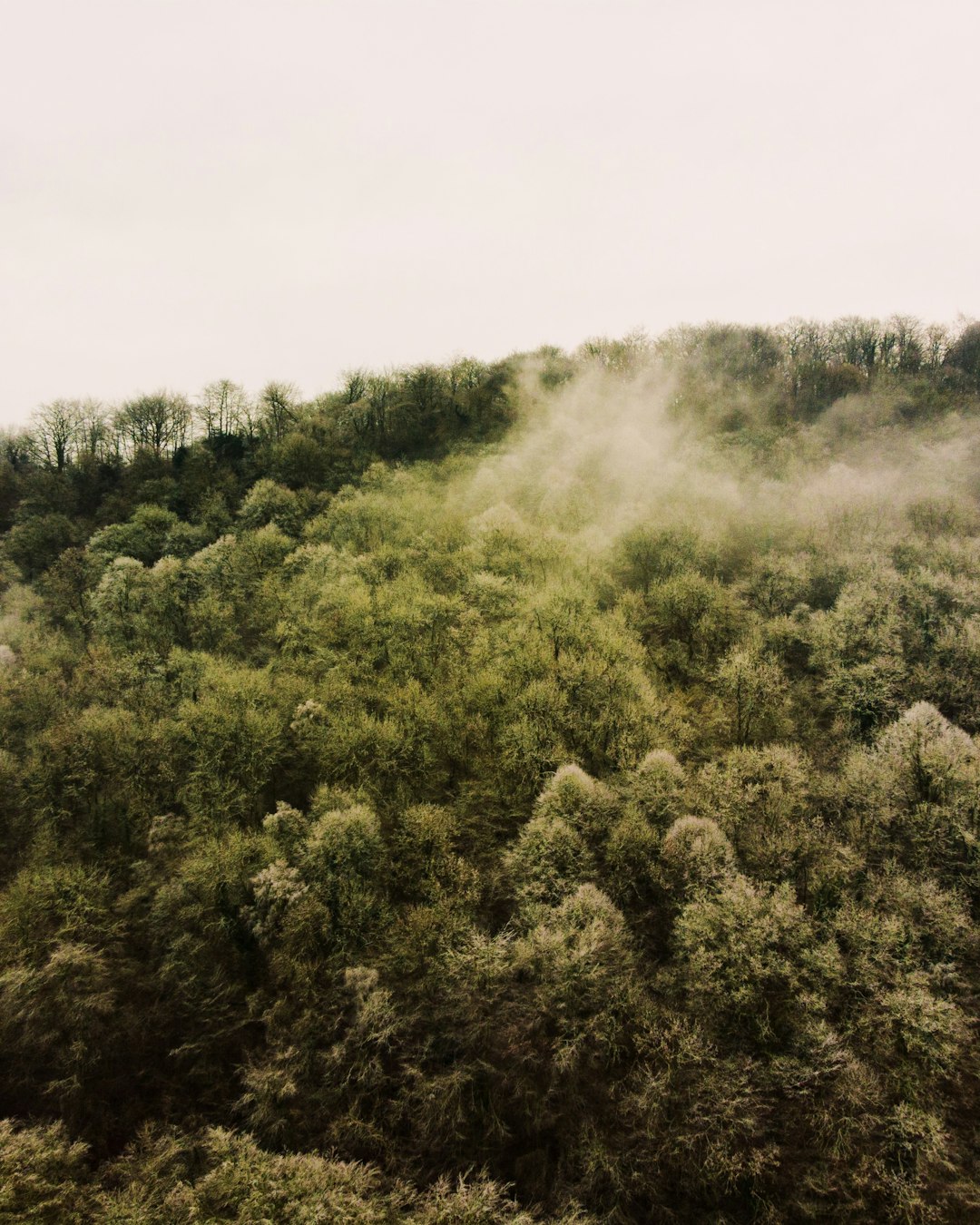 Пейзаж холм с туманом. Горный туманный лес в Аптекарском огороде.