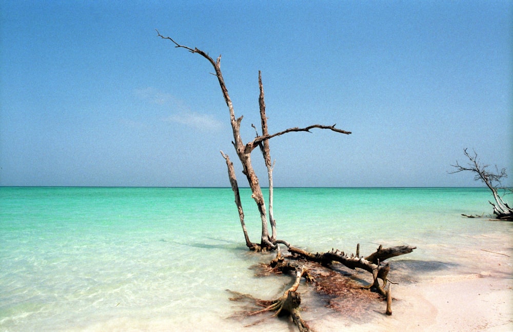 drift wood on seashore