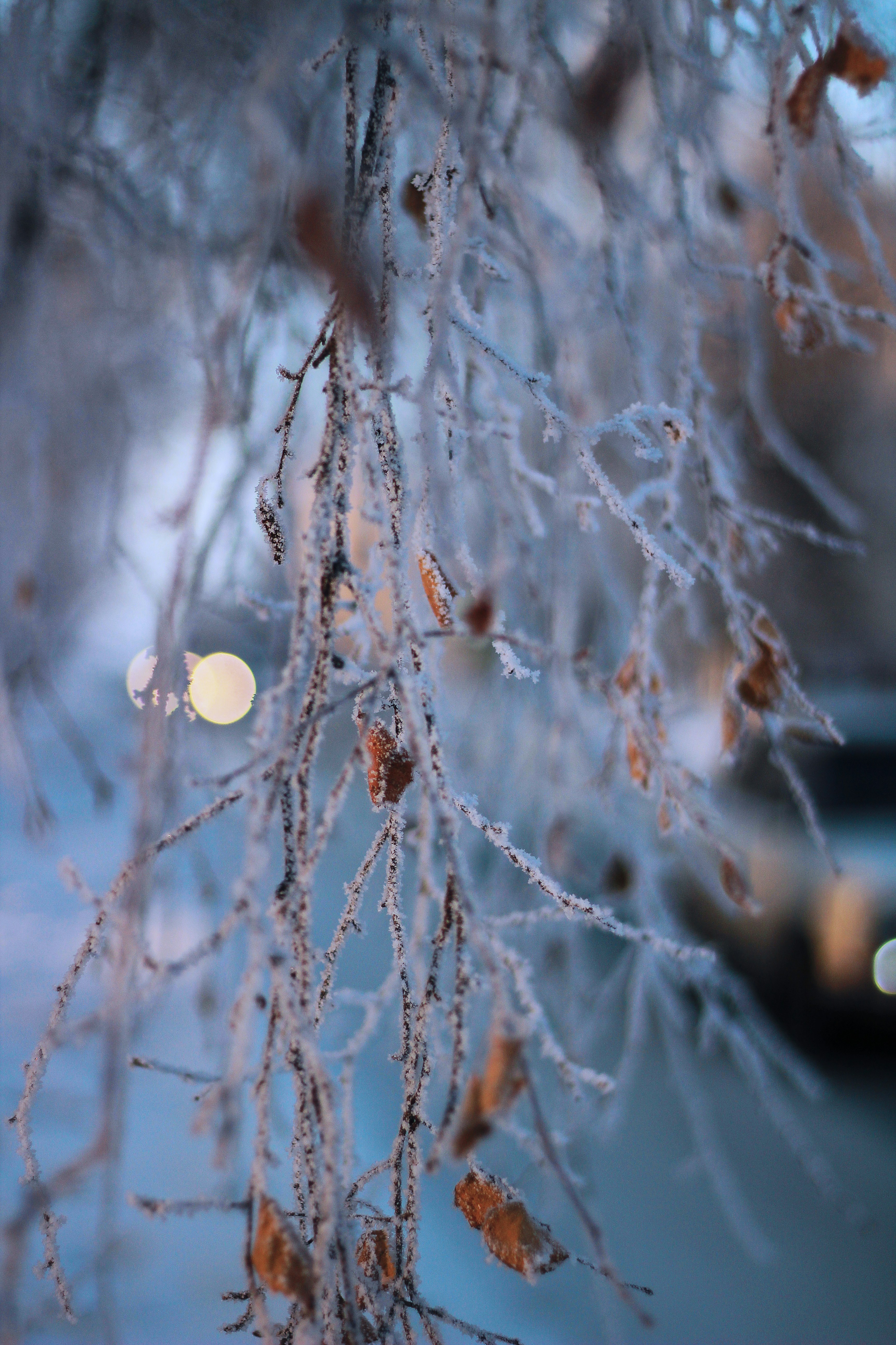 Las ramas de un árbol están cubiertas de hielo