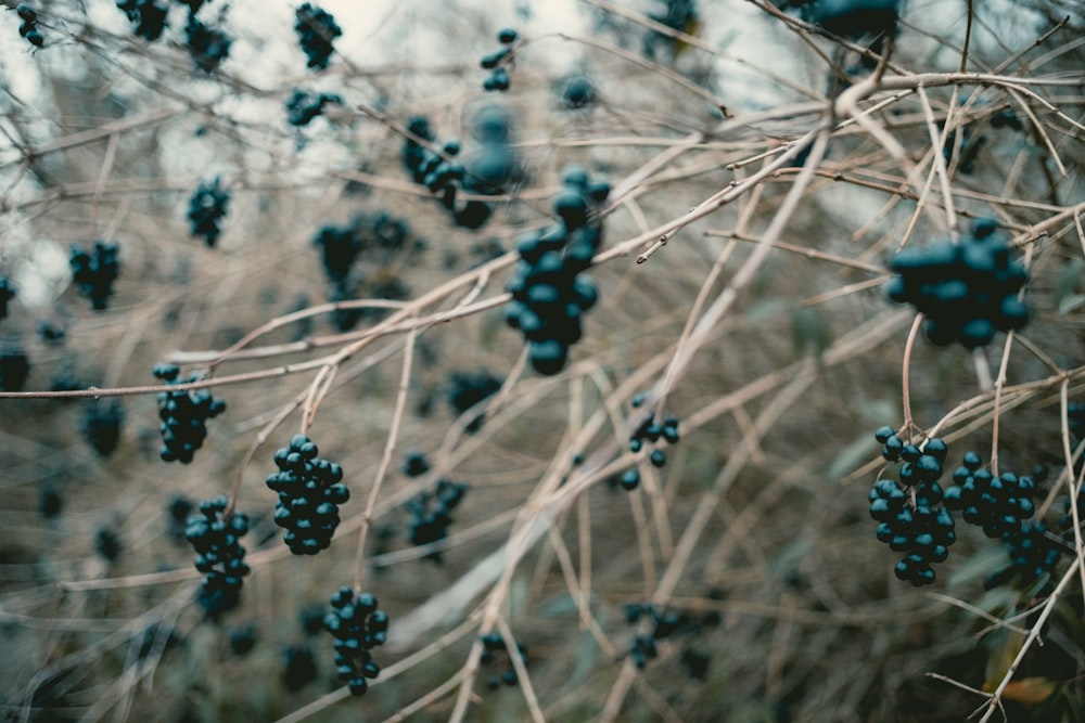 Schwarze Beeren auf Twing