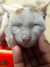 Close-up of a cat being gently handled by a veterinarian during a spay/neuter procedure.