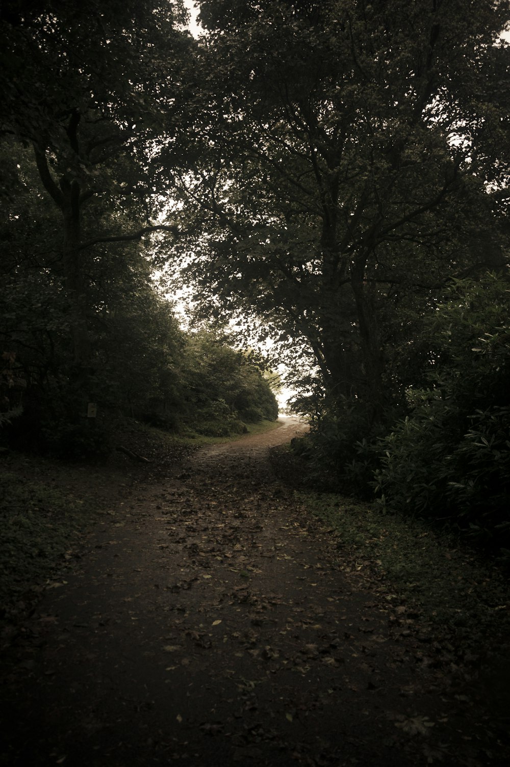 forest with tall green trees