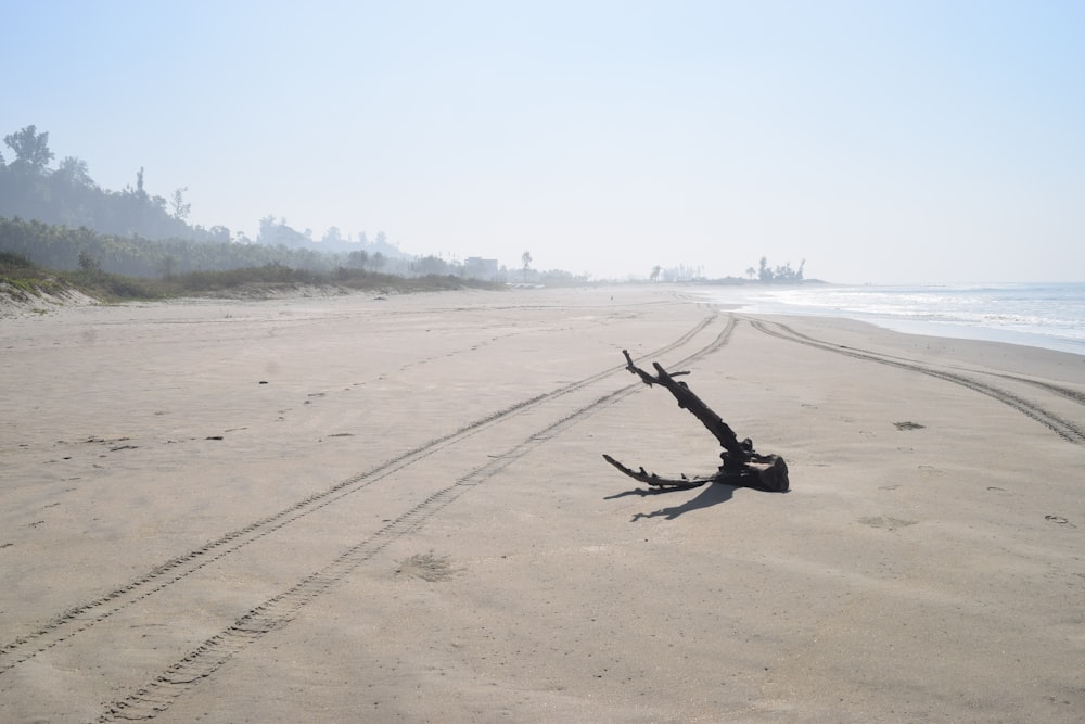 a tree that is laying in the sand