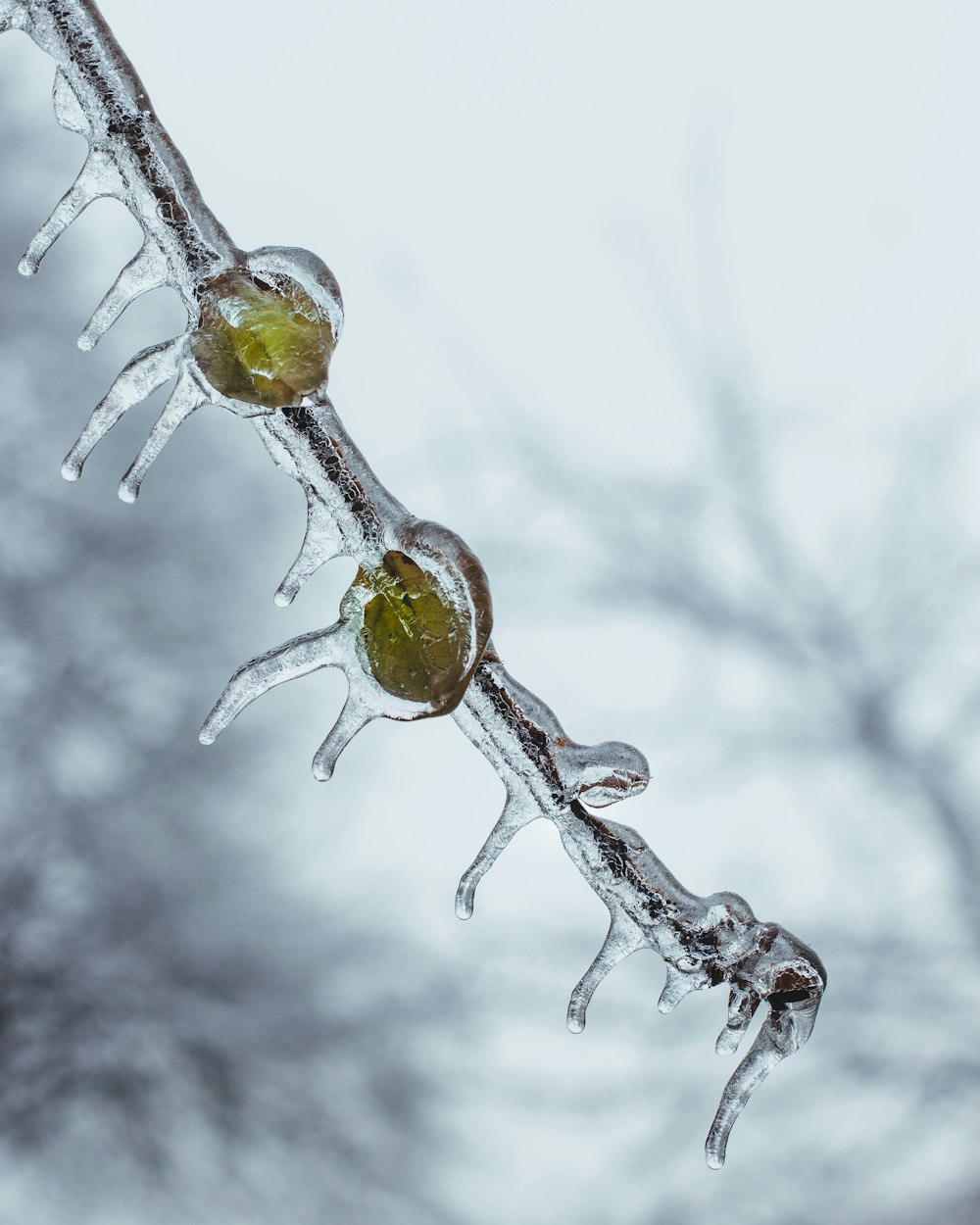 selective focus photography of ice covering twigs