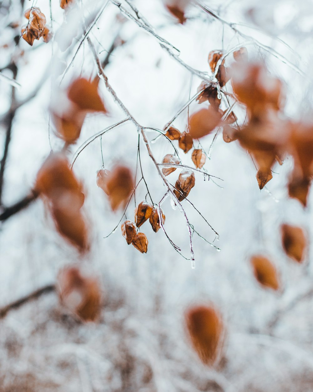 selective photography of brown leaves