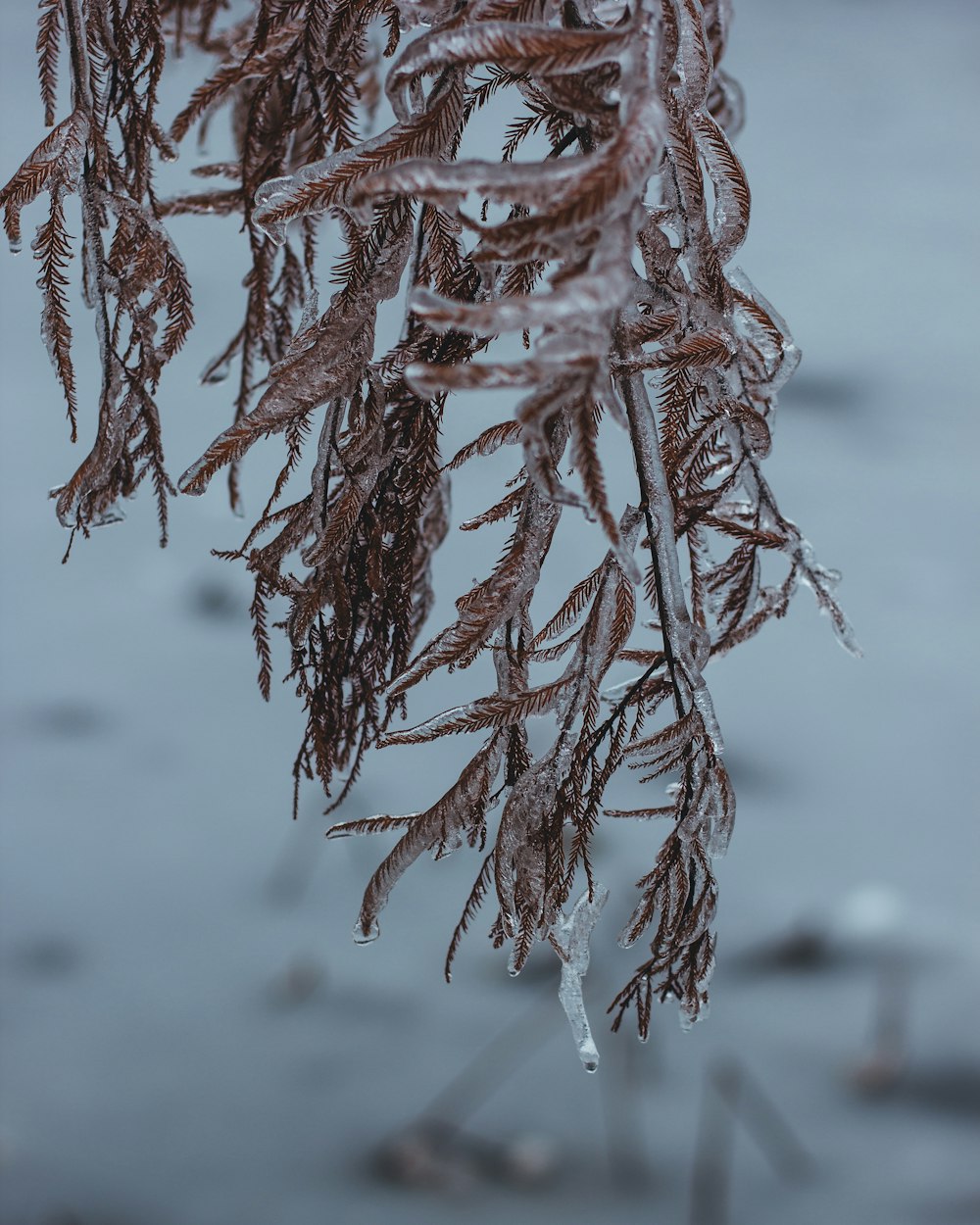 plants covered with ice