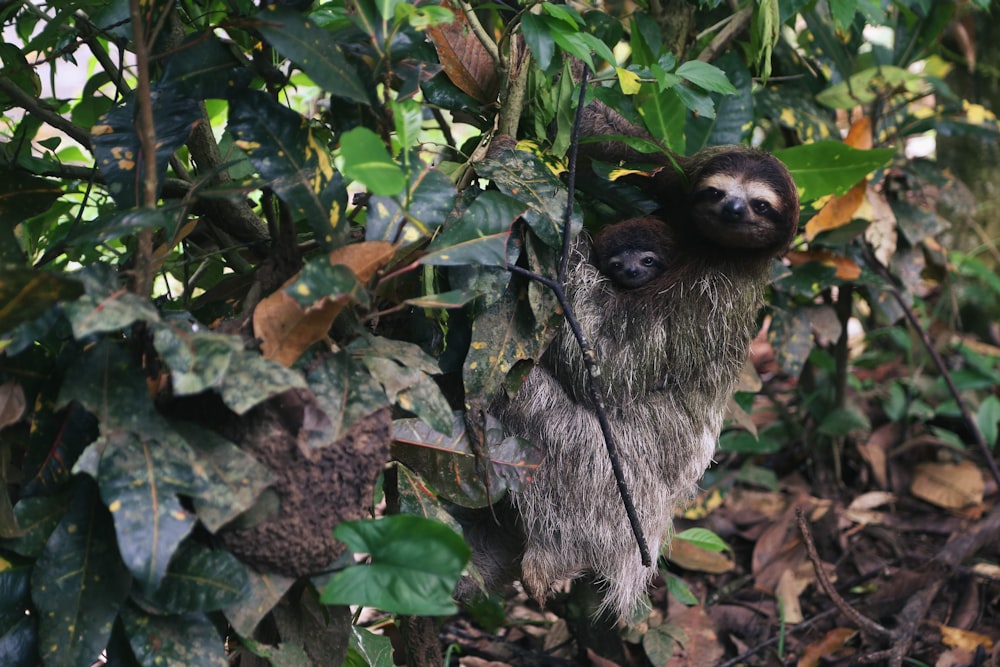 brown animal on tree