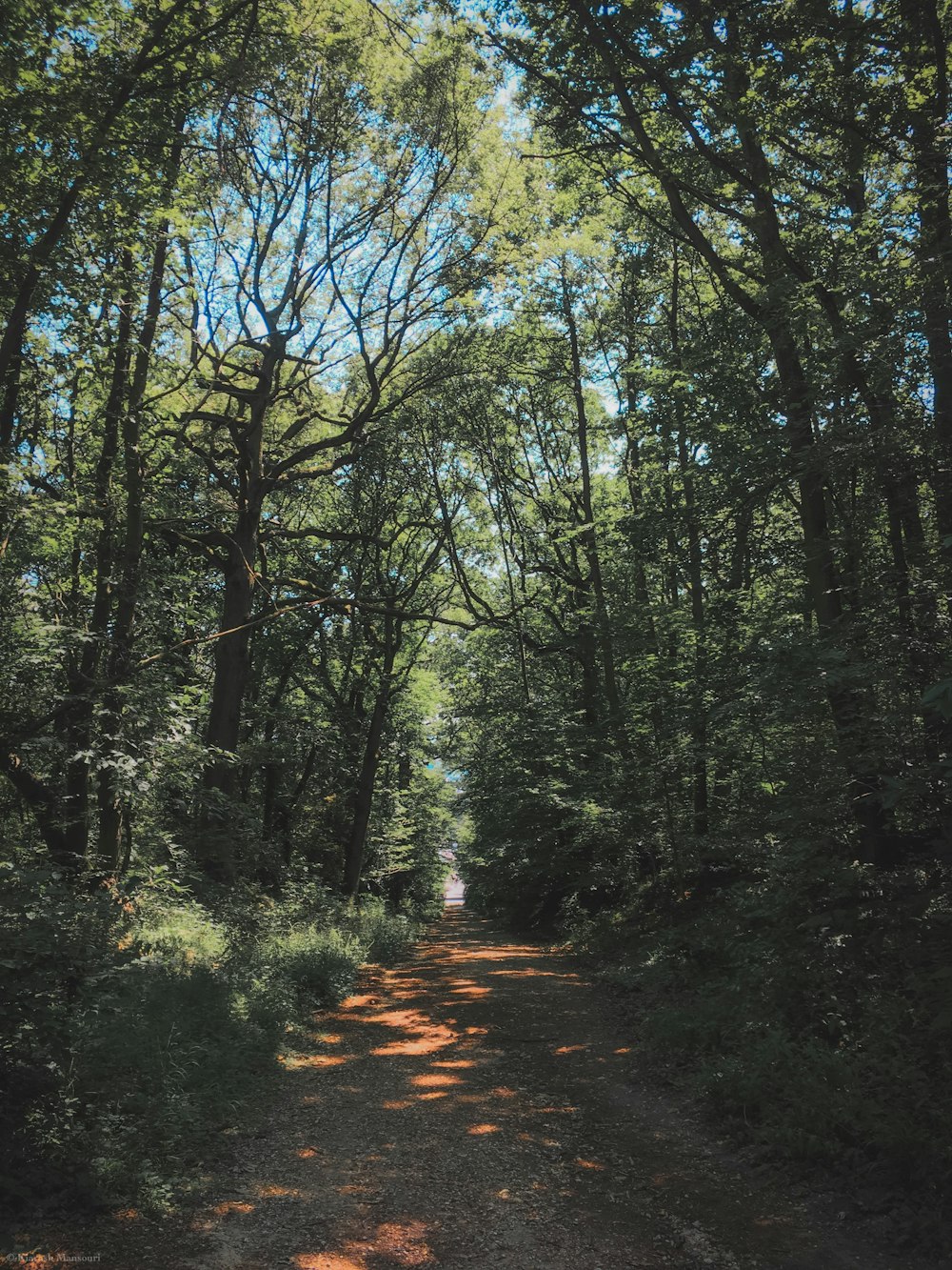 forest with tall green trees