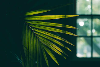 Sunlight filtering through palm leaves casting delicate shadows on a pastel wall