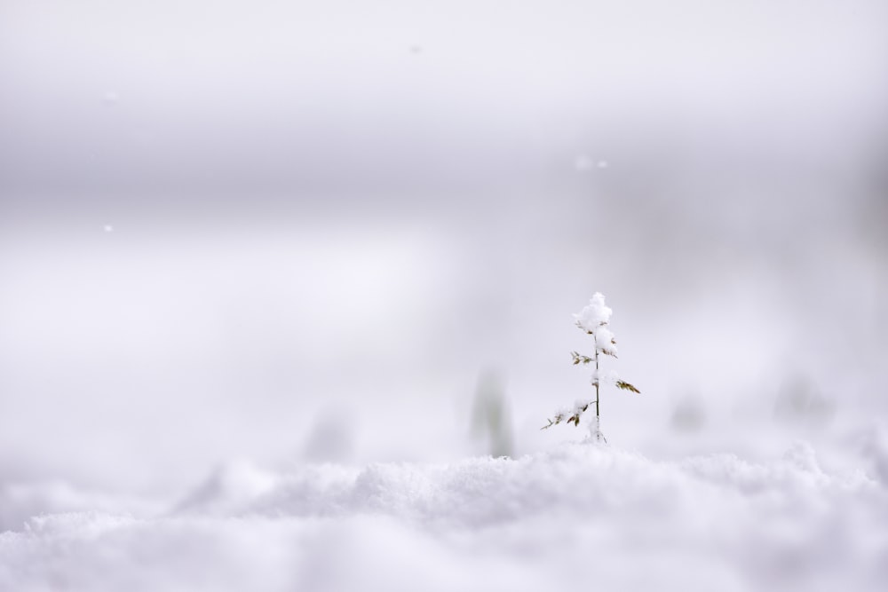 fotografia de foco seletivo de planta coberta de neve