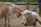 A goat and a sheep are close together, with the goat gently placing its head on the sheep's head. They are surrounded by a wooden fence, and the ground is covered with dirt.