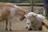 A goat and a sheep are close together, with the goat gently placing its head on the sheep's head. They are surrounded by a wooden fence, and the ground is covered with dirt.