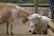 A goat and a sheep are close together, with the goat gently placing its head on the sheep's head. They are surrounded by a wooden fence, and the ground is covered with dirt.