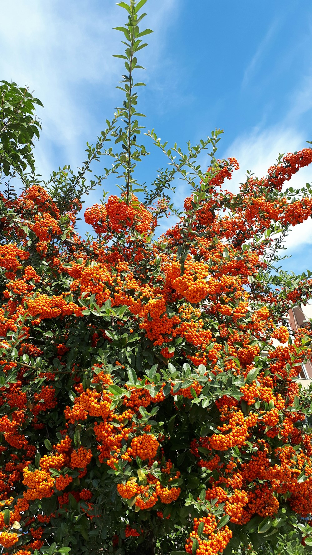 orange bearing plant during daytime