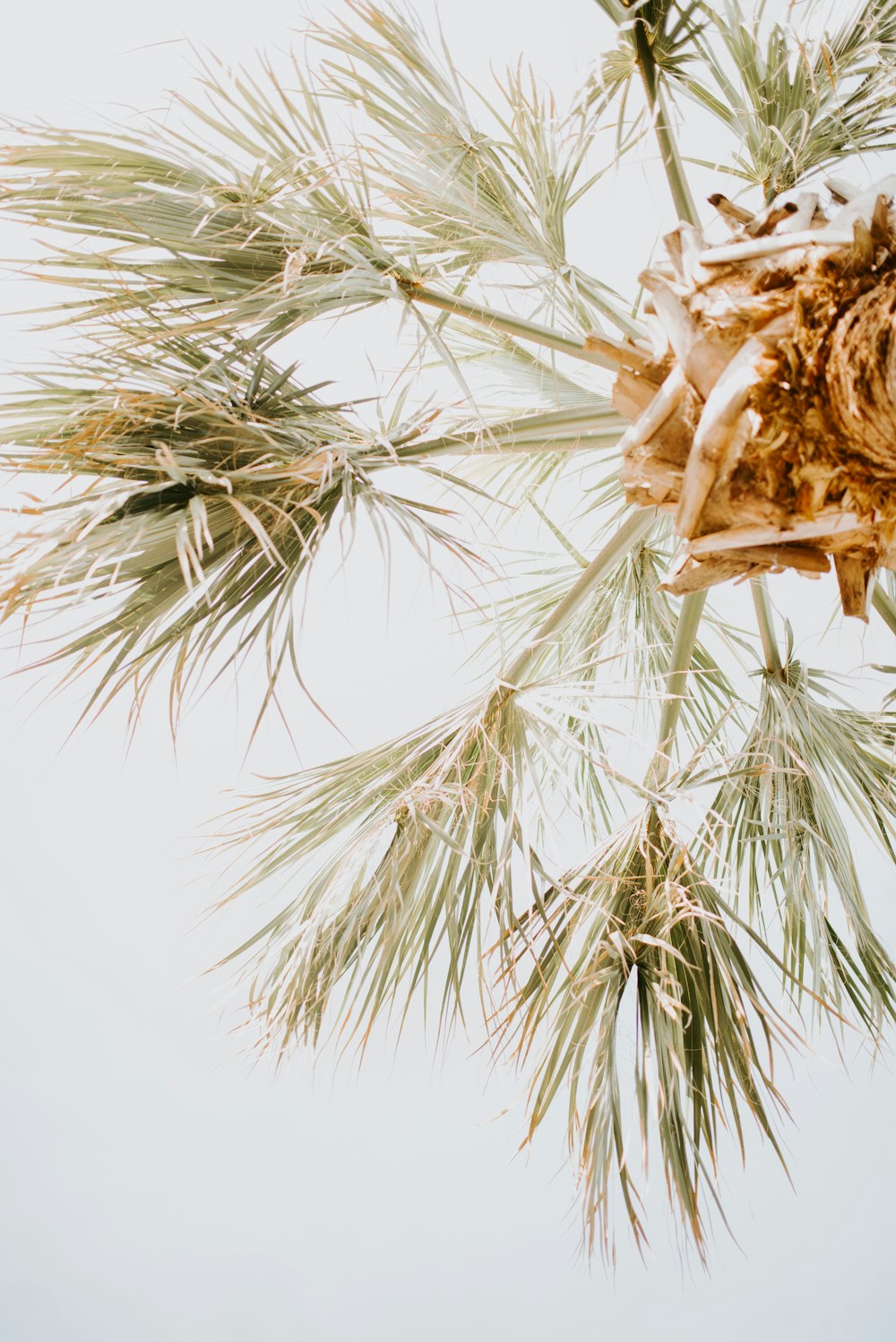 low angle photography of palm tree