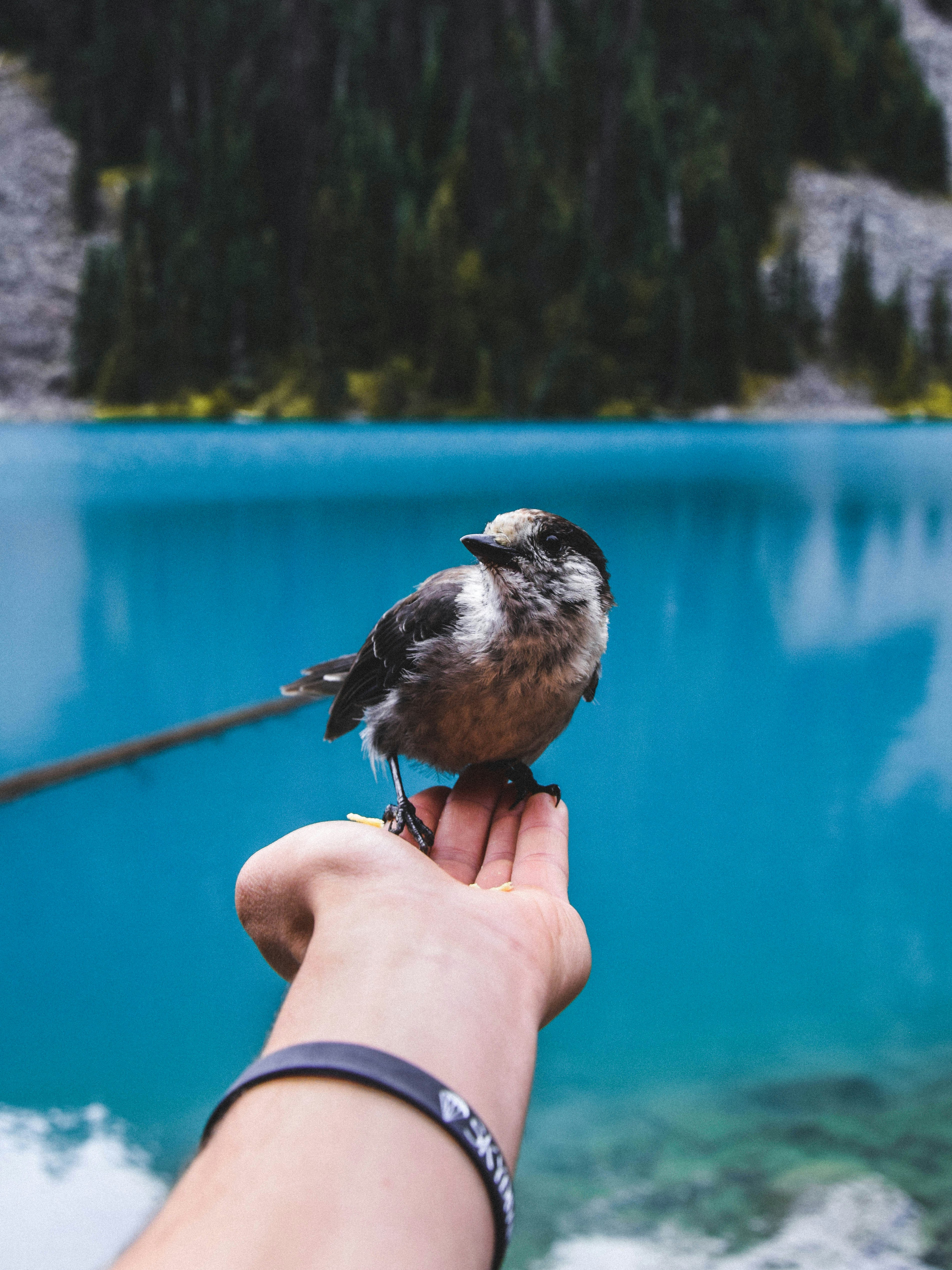 Hand Bird Pictures Download Free Images on Unsplash
