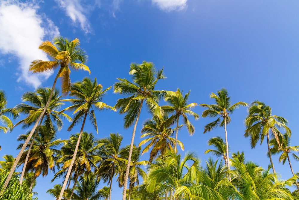 coconut trees under blue skies