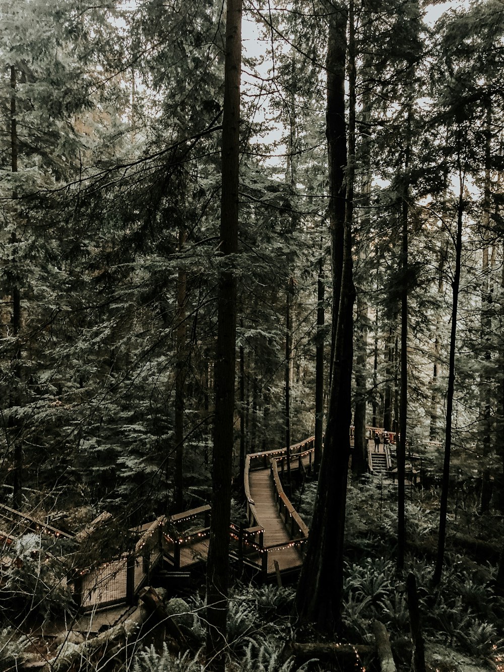 forêt avec de grands arbres verts