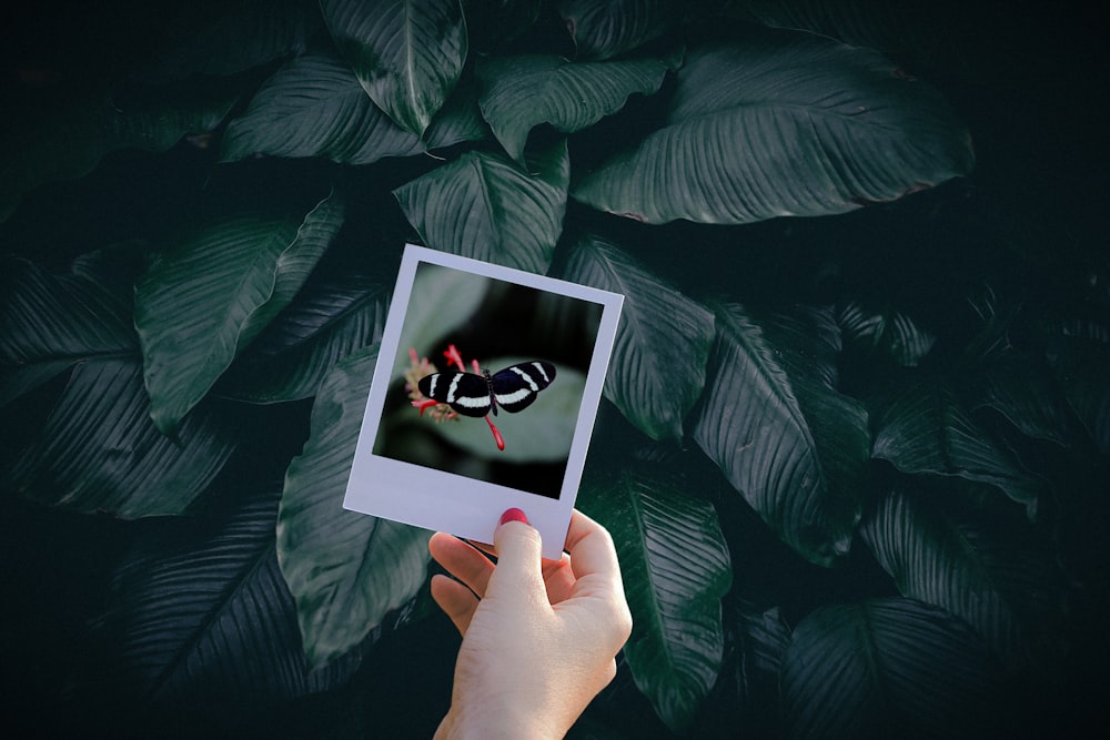 black butterfly photo held above green plant