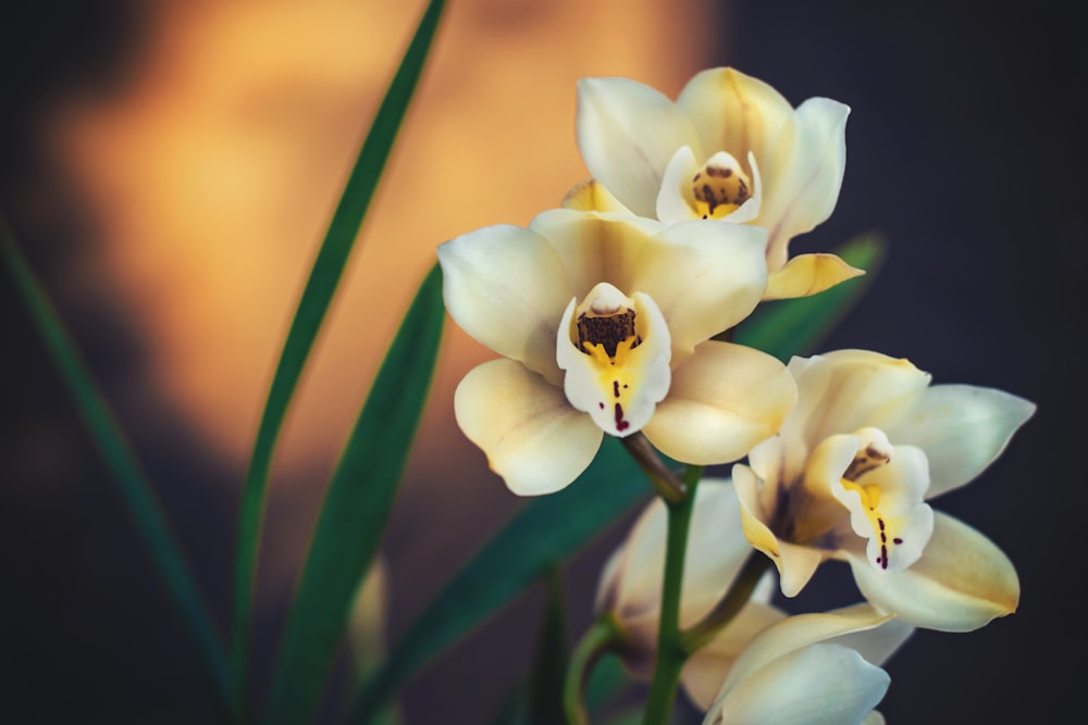 blooming white and yellow flowers