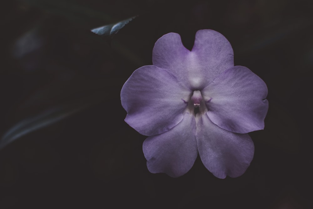 pink flower during nighttime