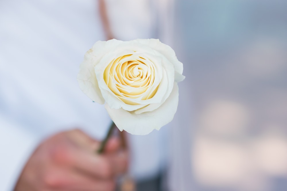 person holding white rose macro photogaphy