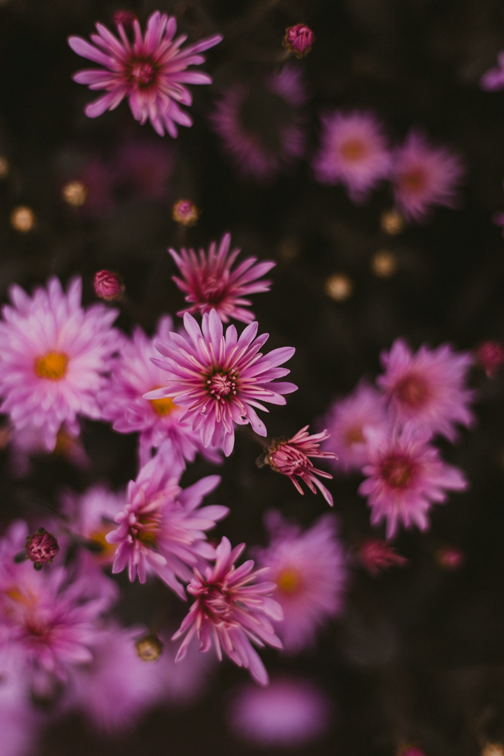 pink gerbera flowers