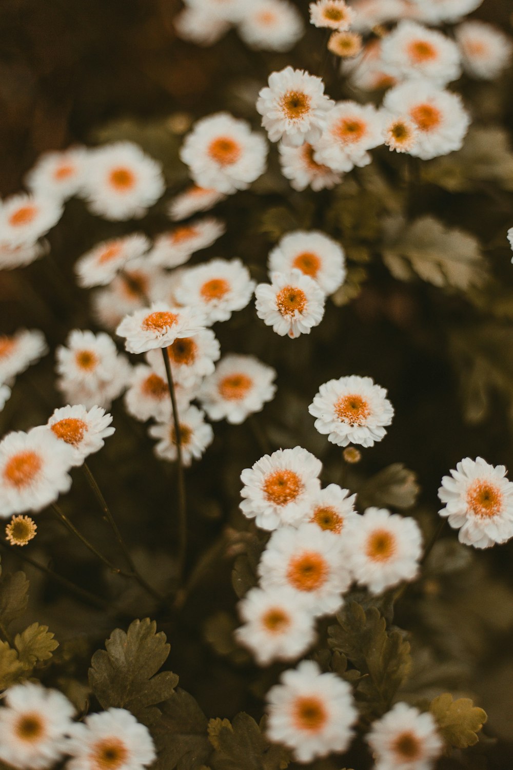 white-petaled flowers