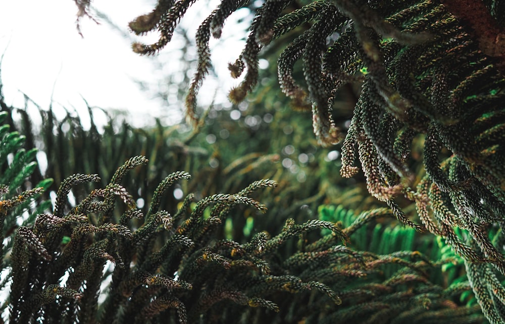 green leafed trees during daytime