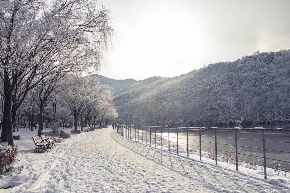 two person walking between trees and river during daytime