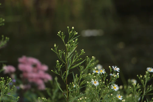 Close-up of delicate wildflowers painted with soft, natural hues.