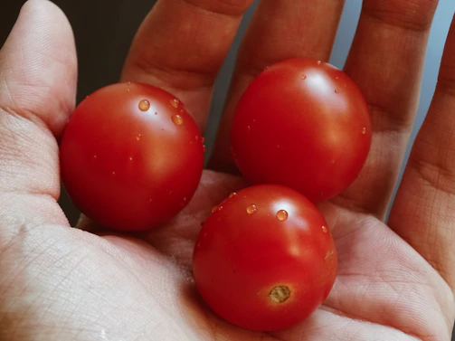 A close-up of hands holding freshly harvested tomatoes, glistening with morning dew.