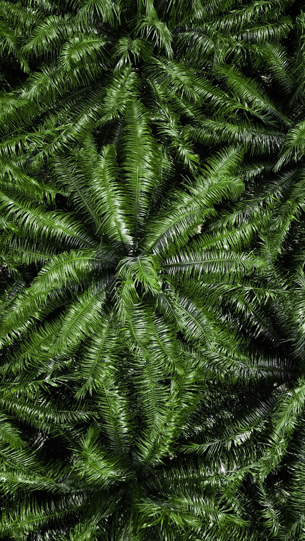 aerial view of green trees