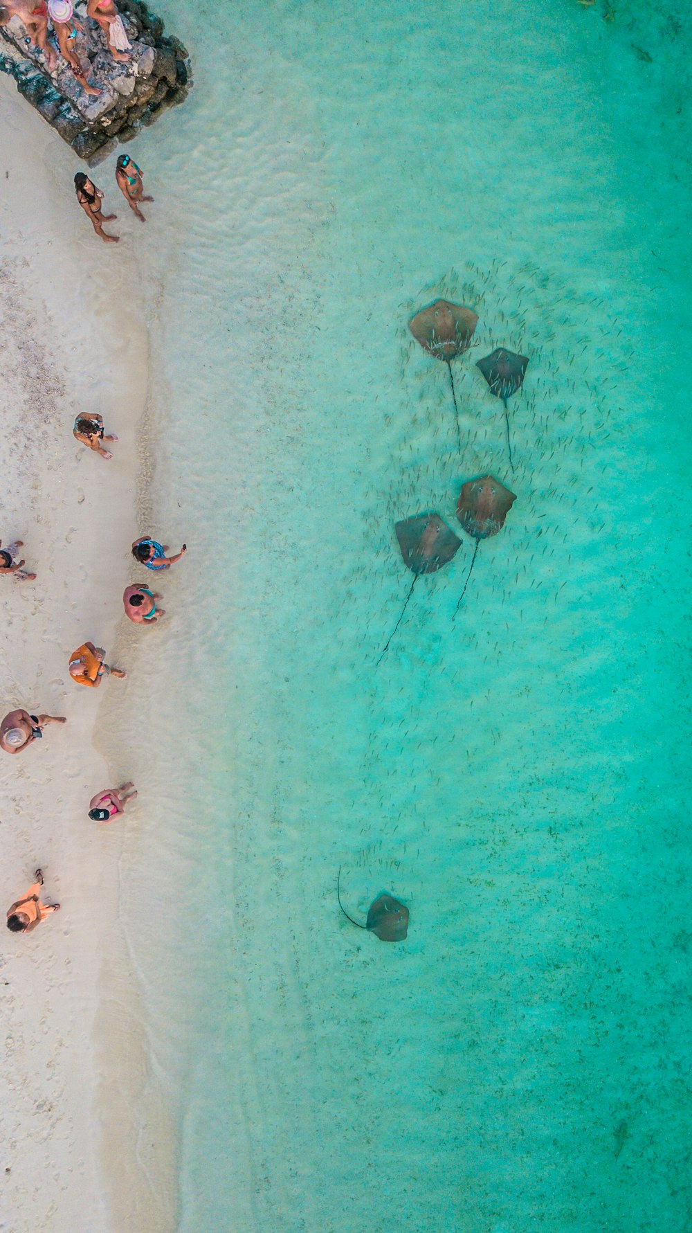 aerial view photography of people on shore watching five stingrays