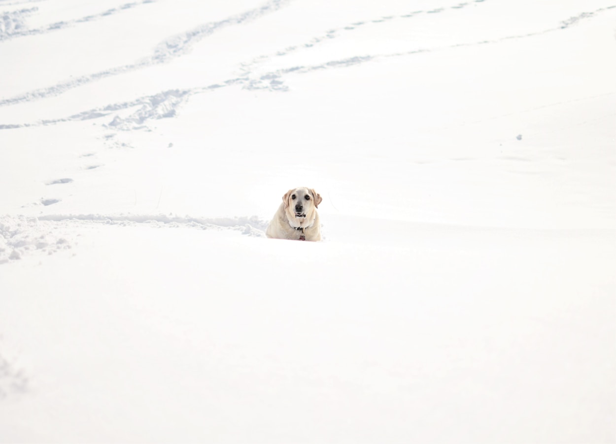 Labrador Retriever